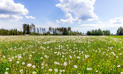 A large field of dandelions. White fluffy dandelions are blooming. Summer background. Medicinal plants. Food for pets. High quality photo