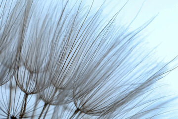 Obraz premium Beautiful fluffy dandelion flower on light background, closeup