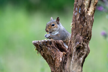 Grey squirrel (Sciurus carolinensis) on a tree branch with meadow background