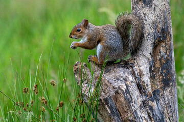 Naklejka na ściany i meble Grey squirrel (Sciurus carolinensis) on a tree branch with meadow background