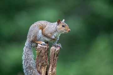 Naklejka na ściany i meble Grey squirrel (Sciurus carolinensis) on a tree branch with meadow background