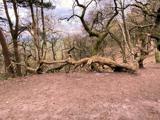 A view of the Peckforton Hills in Cheshire