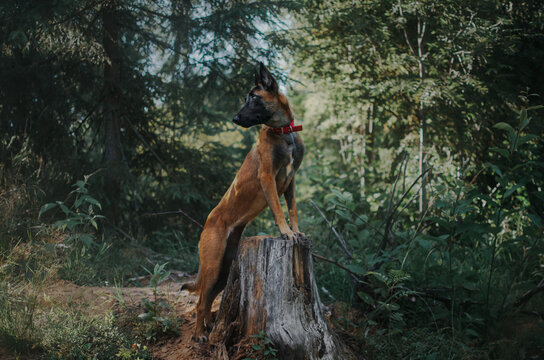 dog on a tree stump