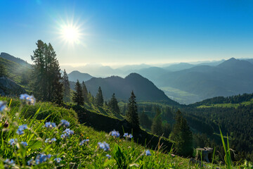 summer tyrol alms view with little blue flowers hills and mountains - obrazy, fototapety, plakaty