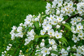 white flowers in the garden