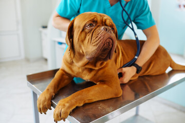 Young man  veterinarian examining dog on table in veterinary clinic. Medicine, pet, animals, health care and people concept. Veterinary care. Dogue de bordeaux. 