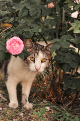 Romantic and sad cat on the date under the bush of roses
