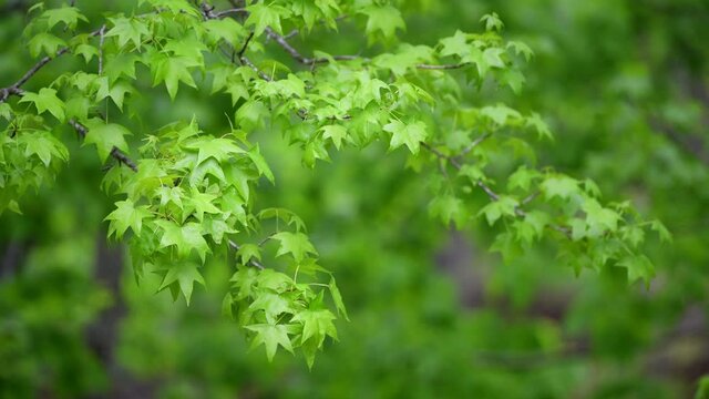 Red oak tree leaves gently bounce to a light breeze in the Tennessee mountains during a vibrant, healthy spring season.