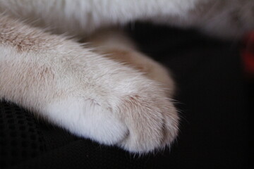 Cat paw with macro lens