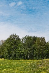 Meadow full of yellow dandelions against trees and a blue sky at Rödön in Sweden