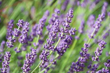 Field of Lavender, Lavandula angustifolia, Lavandula officinalis
