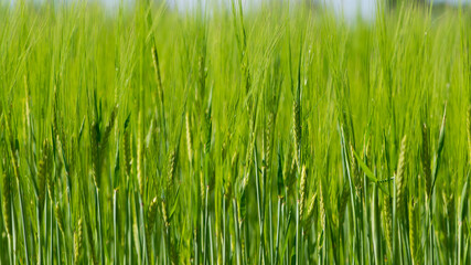 Young Wheat ears illuminated by sunlight. Gorgeous shape of the Wheat spikes. concept of a good harvest in an agricultural field. green spikelets. rye, close-up. green natural background