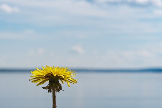 Close up of a yellow dandelion on a natural background