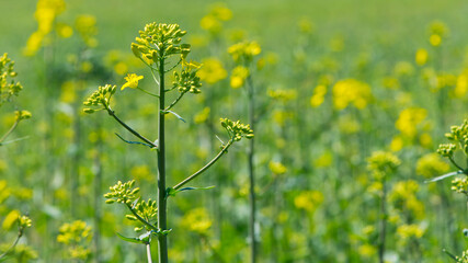 Rapeseed. Brassica napus. are blooming in sunny summer day. yellow flower, isolated on blurred natural background. agriculture, in Europe or Asia. floral background, close-up