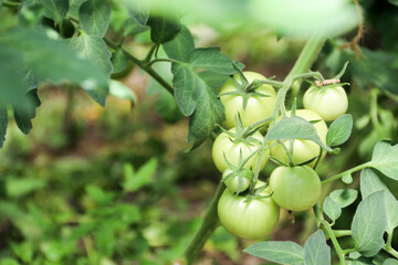 Green tomatoes. Agriculture concept, Tomato plants in greenhouse Green tomatoes plantation. Organic farming, young tomato plants growth in greenhouse, closeup group of green tomatoes growing