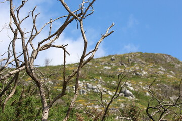 A photograph of a dead tree branch outdoors, summer blue sky