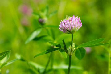 Red Clover, Trifolium pratense, in a typical meadow environment. delicate flower, on a light green natural background. macro nature. wild flower. pink clover, flower in the field. close-up