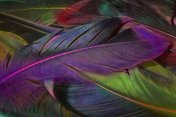 Obraz premium EtchedFeathers