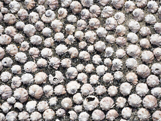 The pattern is made of a variety of sea shells in the light of the sun. Background decor. Top view