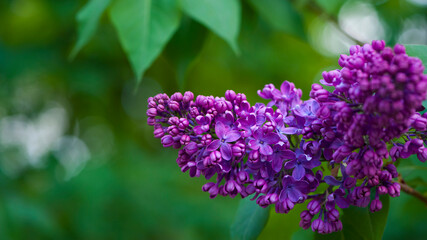 Fototapeta premium Lilac blossom flowers spring view. Spring lilac flowers. Lilac blooms. A beautiful bunch of lilac. floral spring background. delicate fragrant flowers, in the garden or park. close-up