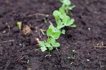 large horizontal photo. summer time. sprout of beans in the ground at the farm. spring planting of seedlings. young shoots of legumes. growing natural healthy products. eco.