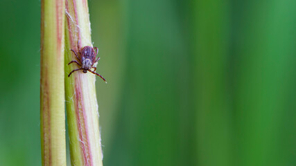 mite. Acari sitting on a dandelion stalk. Ixoid mite. macro photo of insect, parasite. spreads infectious diseases. tick isolated on blurred green background. space for text, close-up