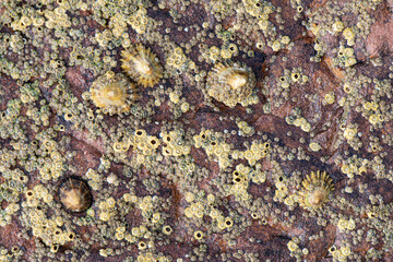 Texture of marine rocks with limpets and barnacles