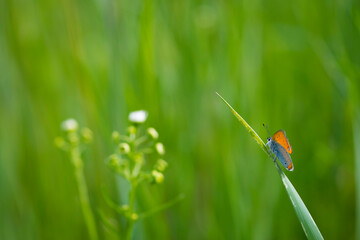 Small copper, Lycaena phlaeas. Lycaenidae, Blue butterfly, insect. Perching on grass. Copper Butterfly, perched on a of field plant. macro nature, insect in the meadow. sitting in the green grass.