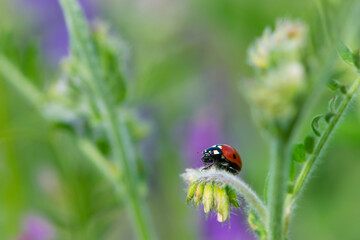 Coccinellidae is a widespread, Ladybird beetle, ladybugs. red beetle with black dots. insects in the wild. natural background. macro nature. ladybug sitting on a meadow plant