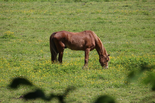 A photograph of a horse relaxed eating grass in a field on a farm