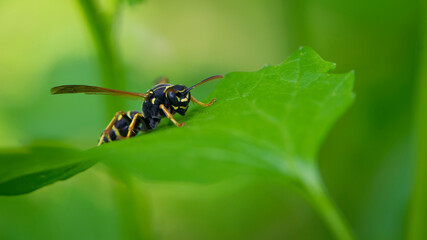 Wasp on a green leaf. Parts of the body of a wasp close-up. Insect close-up. Yellow pattern on the black body of a wasp. Green background. nature, Macro image of a Vespula germanica, European wasp