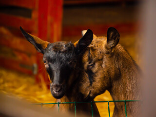 Close-up photos of goats with passion faces at the corral of farm. Lovely couple little black and brown goats. Love and affection. Shallow depth of field.