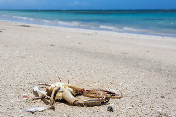Dramatic image of a small Caribbean crab dead on the white sandy beach, with turquoise aqua blue water in background of the Dominican Republic.