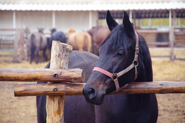 Portrait of a brown horse in the paddock against the background of other horses. Horse breeding...