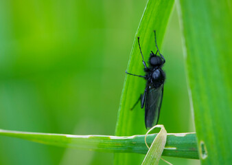Eurytoma schreineri. Bibionomorpha. mosquito. Mosquito resting on green grass. Male and female mosquitoes feed on nectar and plant juices. insect close-up, macro photo. pest, thickfoot