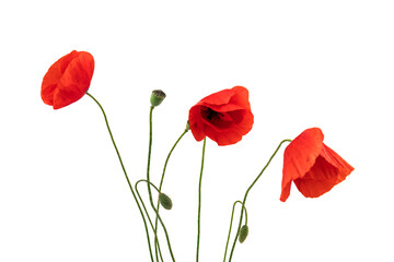 Red field poppies (Papaver rhoeas) isolated on white background