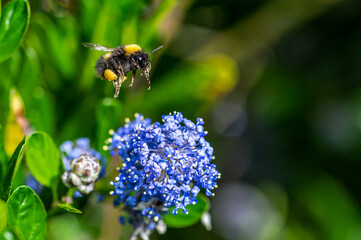 Bumblebee in flight with proboscis collecting pollen from a Californian Lilac bush, ceanothus thyrsiflorus