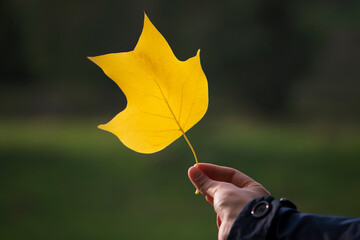 yellow leaf in the girl's hand close-up. Woman holds a yellow maple leave at arm's length in autumn...