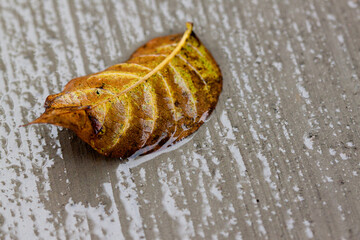 Wet fall leaf on the rain soaked cement in the Fall