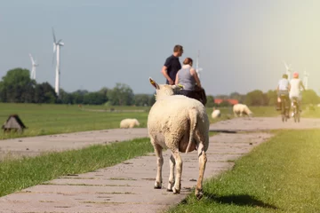 Selbstklebende Fototapeten Back view of sheep on top of a dike, countryside landscape and people on bicycles in the background, national park Wadden Sea in Friesland, Germany on a sunny summer´s day © Aul Zitzke