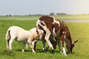 Closeup of ewe with suckling lamb on fresh green field or meadow with sunshine and vivid blue sky,...