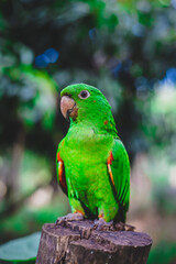 ave brasileira, papagaio verde, bela  vista
