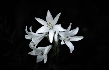 White lilies flower on dark background