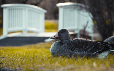 Spring goose