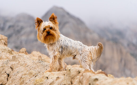 Yorkishire on the mountains