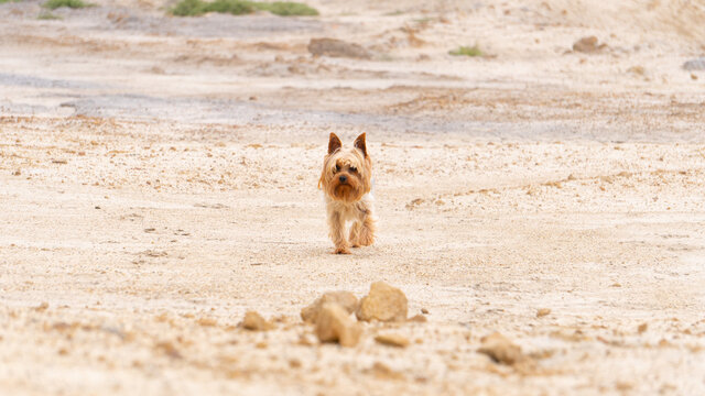 Yorkie on desert field