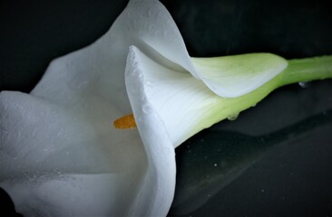 Fototapeta na wymiar White calla flower with water drops ob dark background