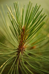 Naklejka na ściany i meble Closeup green pine tree branch in summer park
