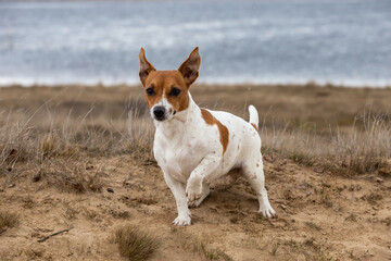 Young Jack Russell Terrier on the sand.