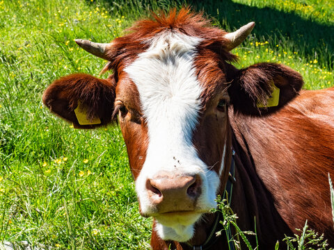 Cow face close-up in a farmland